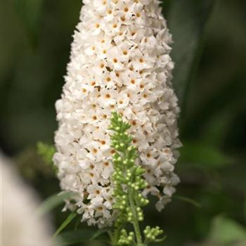 Buddleja davidii