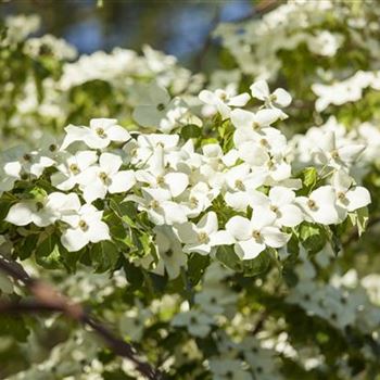 Cornus kousa chinensis