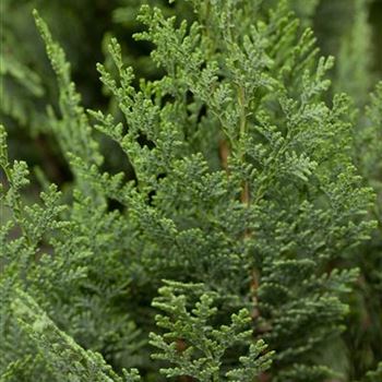 Chamaecyparis lawsoniana 'Columnaris'