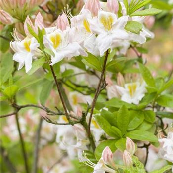 Rhododendron luteum 'Persil'