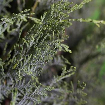 Chamaecyparis lawsoniana 'Columnaris'