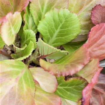 Bergenia cordifolia 'Abendglut'