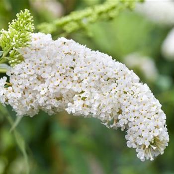 Buddleja davidii 'White Bouquet'