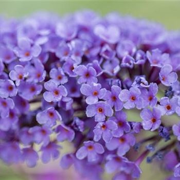 Buddleja davidii