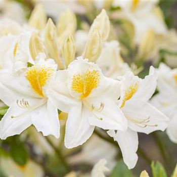 Rhododendron luteum 'Persil'