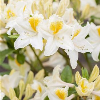 Rhododendron luteum 'Persil'