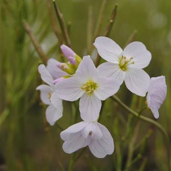 Cardamine pratensis