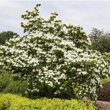 Cornus kousa chinensis 'China Girl'