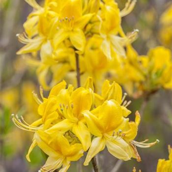 Rhododendron luteum