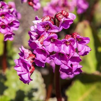 Bergenia cordifolia 'Schneekönigin'