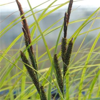 Carex acuta