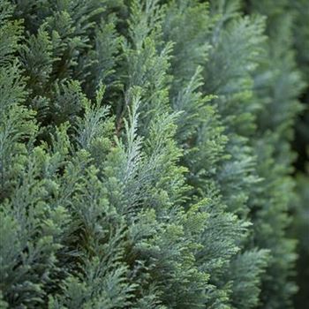 Chamaecyparis lawsoniana 'Ellwoodii'