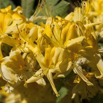 Rhododendron luteum