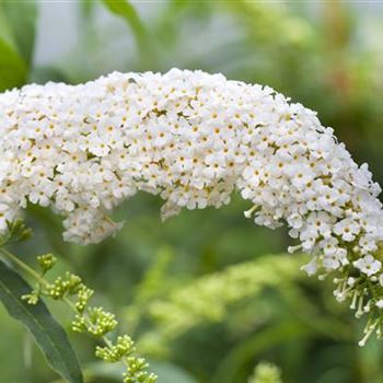 Buddleja davidii 'White Bouquet'