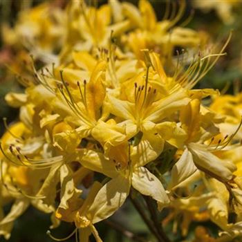 Rhododendron luteum