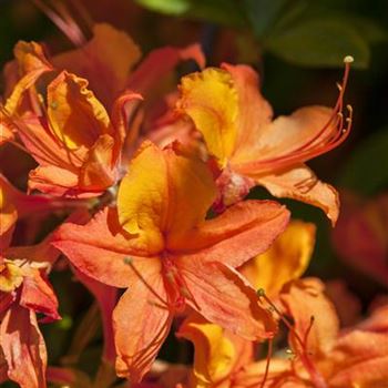 Rhododendron luteum