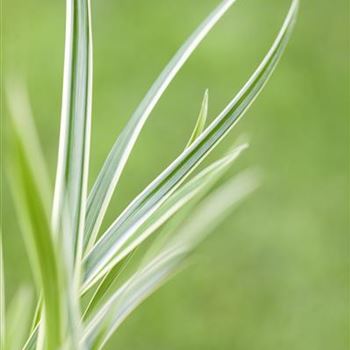 Carex caryophyllea 'The Beatles'