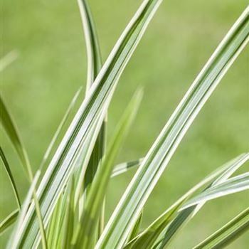 Carex caryophyllea 'The Beatles'