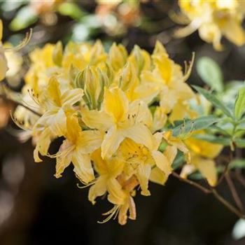 Rhododendron luteum