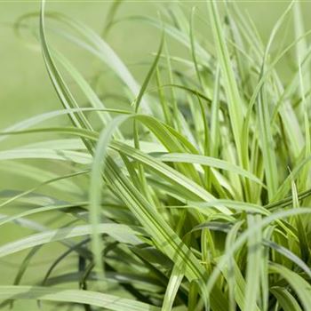 Carex caryophyllea 'The Beatles'