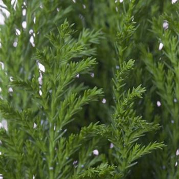 Chamaecyparis lawsoniana 'Ellwood´s Empire'