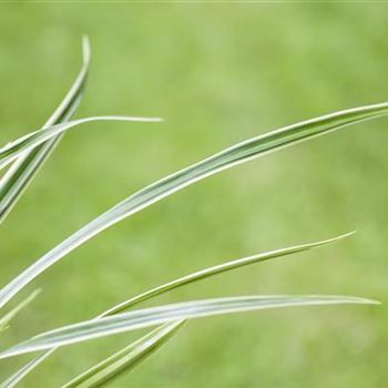 Carex caryophyllea 'The Beatles'