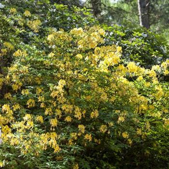 Rhododendron luteum