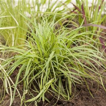 Carex caryophyllea 'The Beatles'