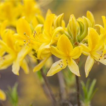 Rhododendron luteum