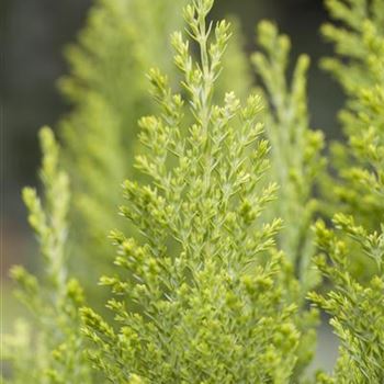 Chamaecyparis lawsoniana 'Ellwood´s Empire'