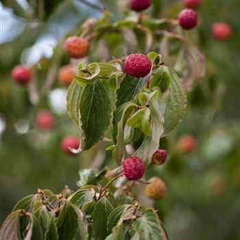 Cornus kousa