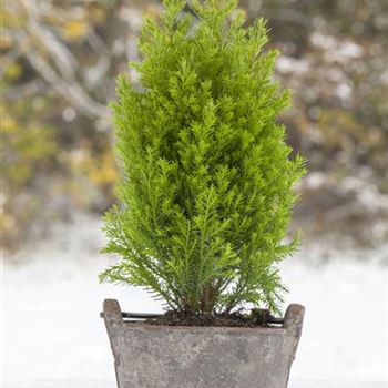 Chamaecyparis lawsoniana 'Ellwood´s Gold'