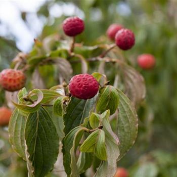 Cornus kousa