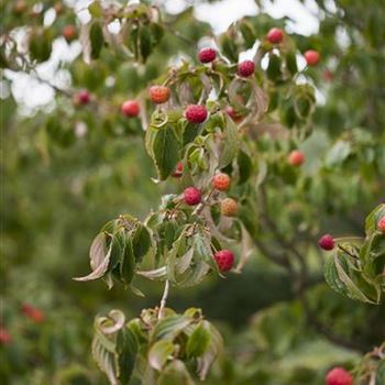 Cornus kousa