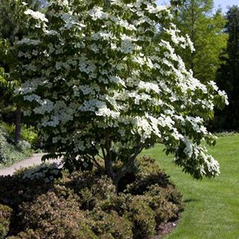 Cornus kousa