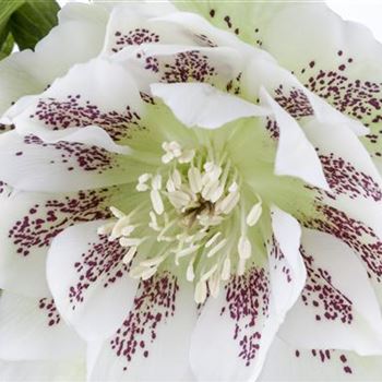 Helleborus orientalis