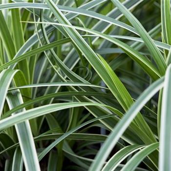 Carex morrowii ssp. foliosissima 'Icedance'