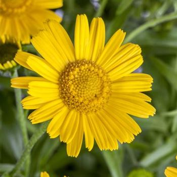 Buphthalmum salicifolium