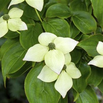 Cornus kousa