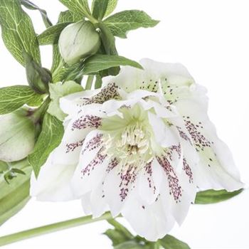 Helleborus orientalis