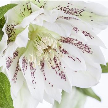 Helleborus orientalis