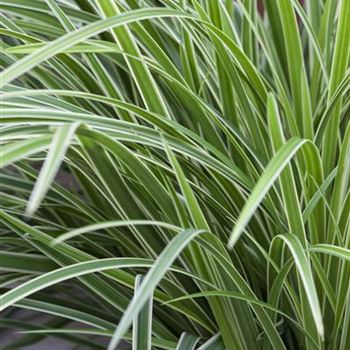 Carex morrowii ssp. foliosissima 'Icedance'