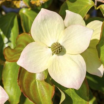 Cornus kousa