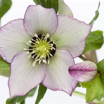 Helleborus orientalis