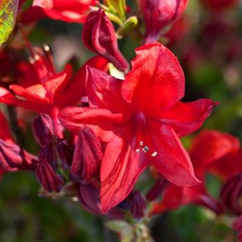 Rhododendron luteum 'Royal Command'