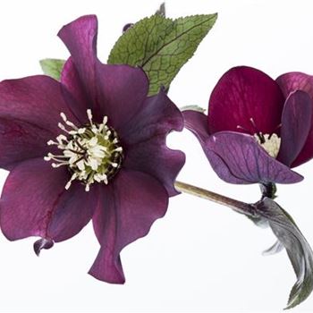 Helleborus orientalis