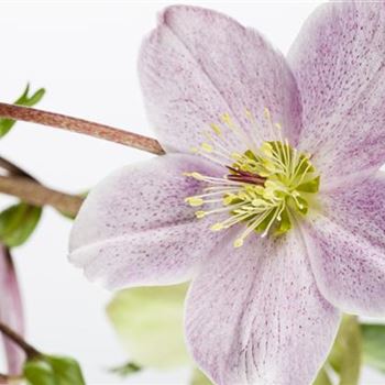 Helleborus orientalis