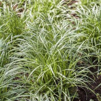 Carex morrowii ssp. foliosissima 'Silver Sceptre'