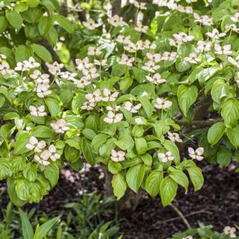 Cornus kousa