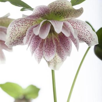 Helleborus orientalis